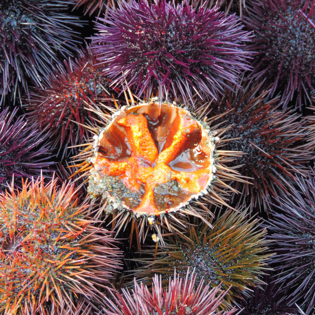 "sea urchins" stock image