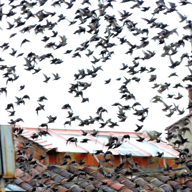 "Starlings" by Amit Mendelsohn - £50.00 "Starlings" stock image