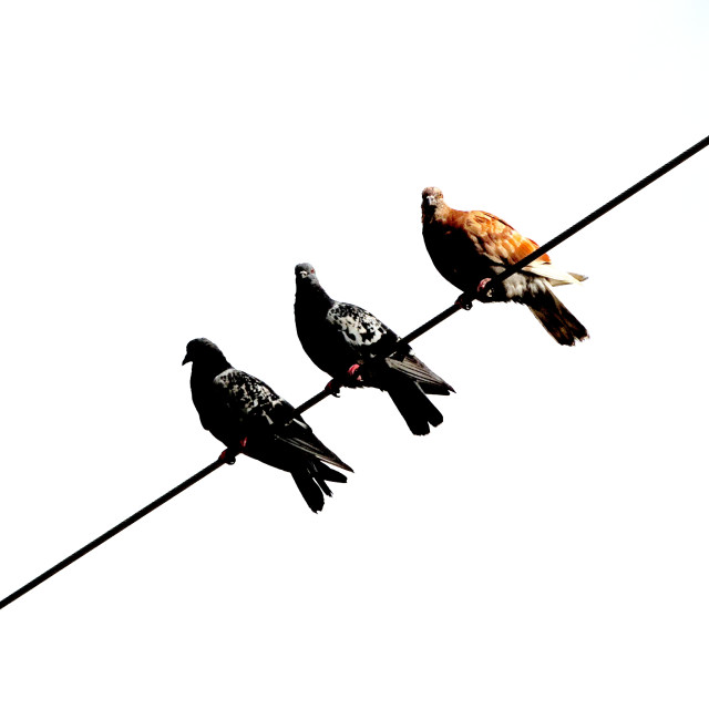 "Like birds on a wire" stock image