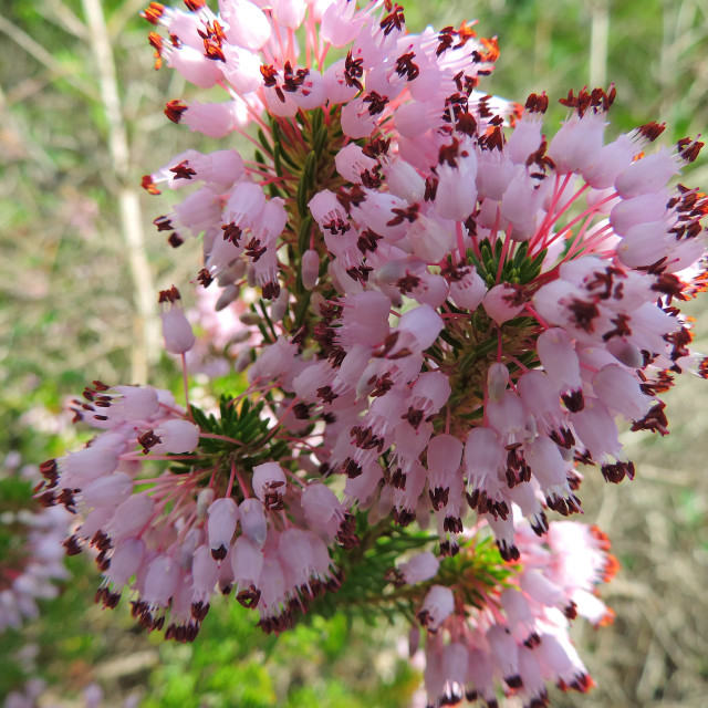 "Bunch of pink Heath flowers" stock image