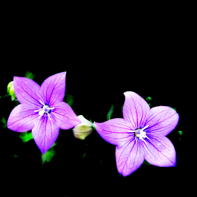 "Platycodon grandiflorus" by Amit Mendelsohn - $50.38 "Platycodon grandiflorus" stock image