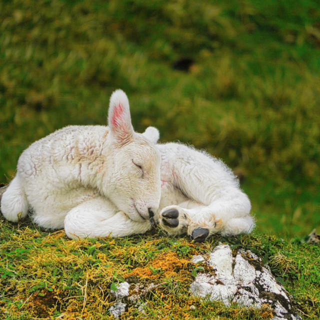 "Sleepy lamb" stock image