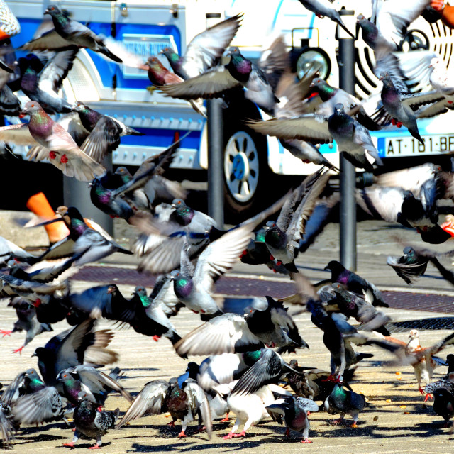 "Pigeons flying" stock image