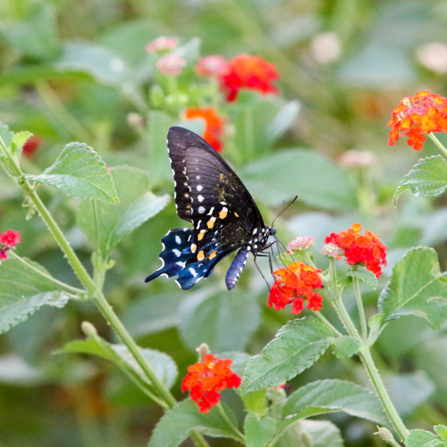 "Blue Swallowtail butterfly" stock image