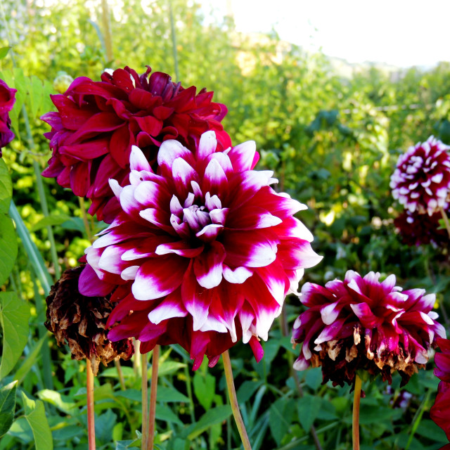 "Flower in the garden" by Amit Mendelsohn - £50.00 "Flower in the garden" stock image