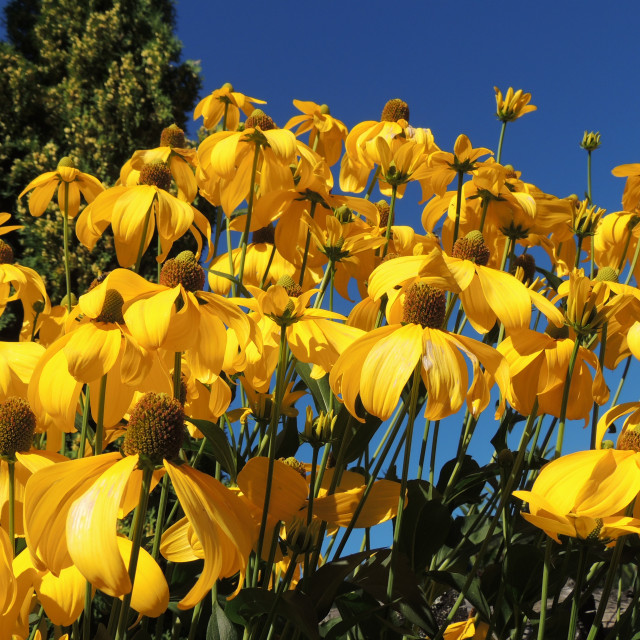 "Yellow flower" by Amit Mendelsohn - £50.00 "Yellow flower" stock image