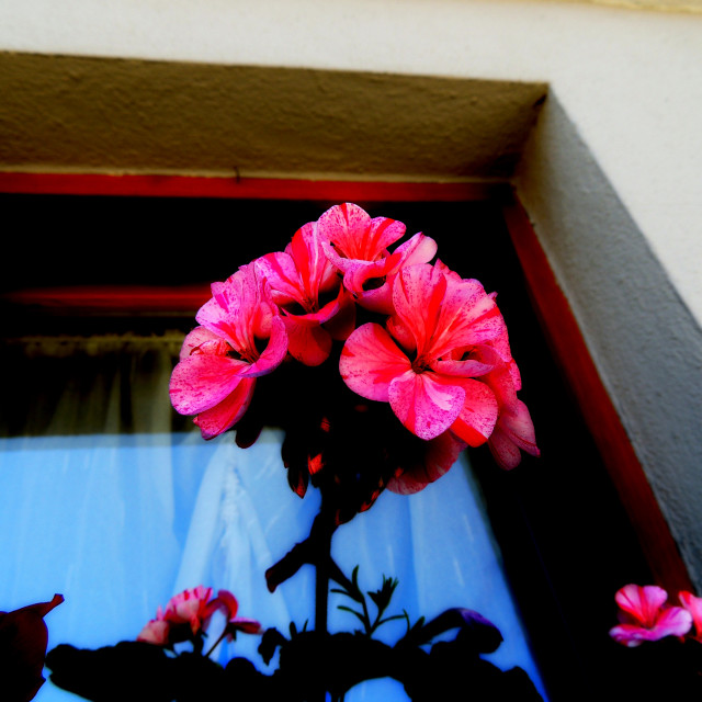 "A flower in a window" by Amit Mendelsohn - £50.00 "A flower in a window" stock image