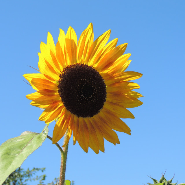 "Sun flower" by Amit Mendelsohn - £50.00 "Sun flower" stock image