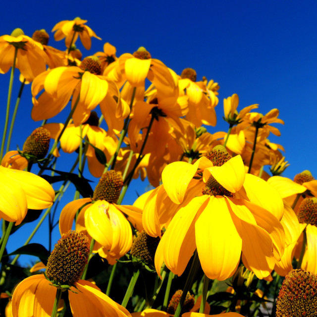 "Yellow flower" by Amit Mendelsohn - £50.00 "Yellow flower" stock image