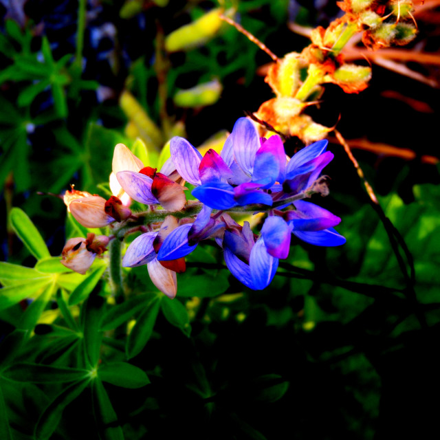 "Blue" by Amit Mendelsohn - £50.00 "Blue" stock image