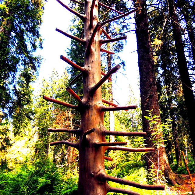 "The Black forest" by Amit Mendelsohn - £50.00 "The Black forest" stock image