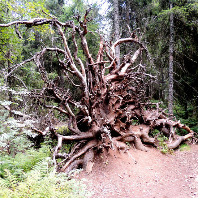 "The Black forest" stock image