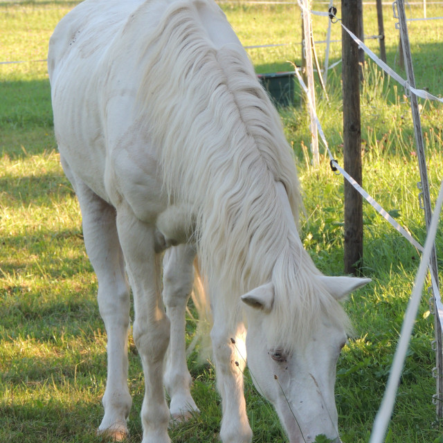 "A white horse" by Amit Mendelsohn - £50.00 "A white horse" stock image