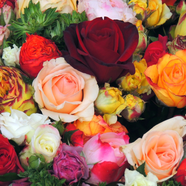 "Roses of all kinds" by Amit Mendelsohn - £50.00 "Roses of all kinds" stock image