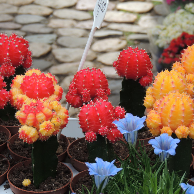 "Colourful Cactus" by Amit Mendelsohn - £50.00 "Colourful Cactus" stock image