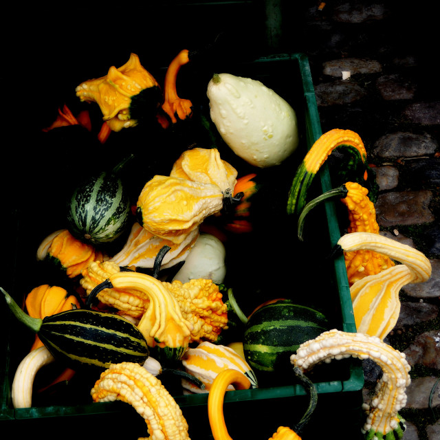 "Pumpkins" by Amit Mendelsohn - £50.00 "Pumpkins" stock image