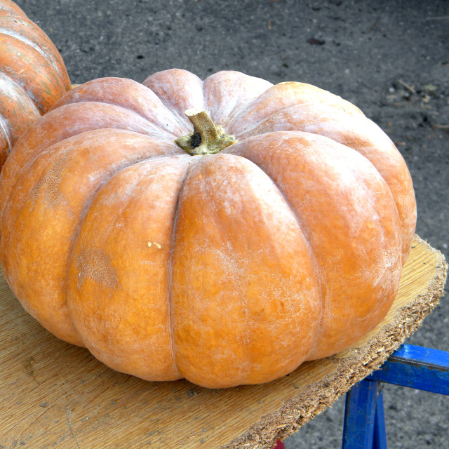 "A pumpkin" by Amit Mendelsohn - £50.00 "A pumpkin" stock image