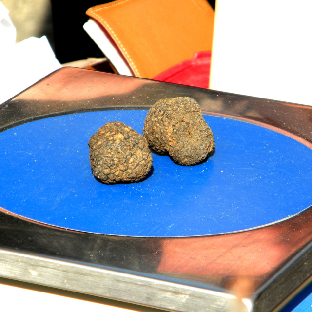 "Truffles" by Amit Mendelsohn - £50.00 "Truffles" stock image