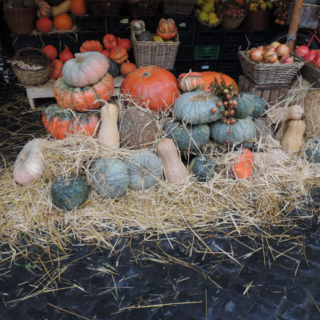 "Pumpkins," by Amit Mendelsohn - £50.00 "Pumpkins," stock image