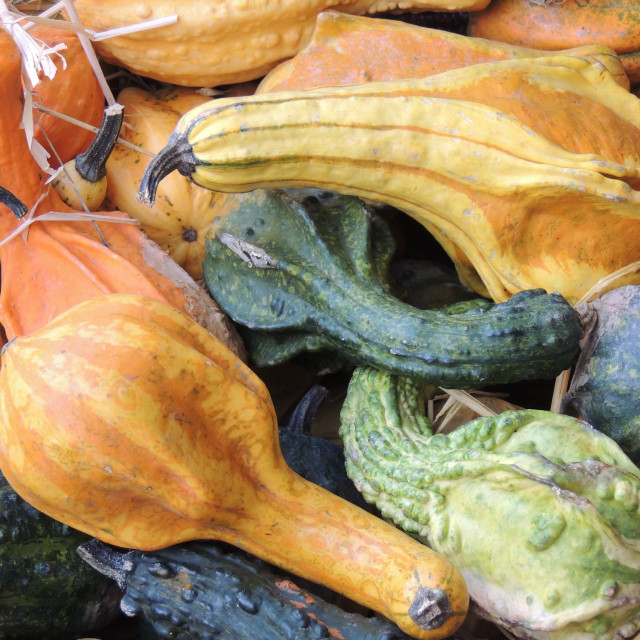 "Pumpkins" by Amit Mendelsohn - £50.00 "Pumpkins" stock image