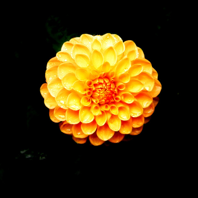 "An orange flower" stock image