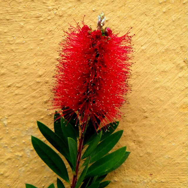 "Red against yellox" by Amit Mendelsohn - £50.00 "Red against yellox" stock image