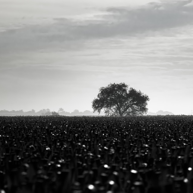 "Lonely tree in cornfield" by Expvisual Filmmaking and Photography SAS de CV - $14.82 "Lonely tree in cornfield" stock image
