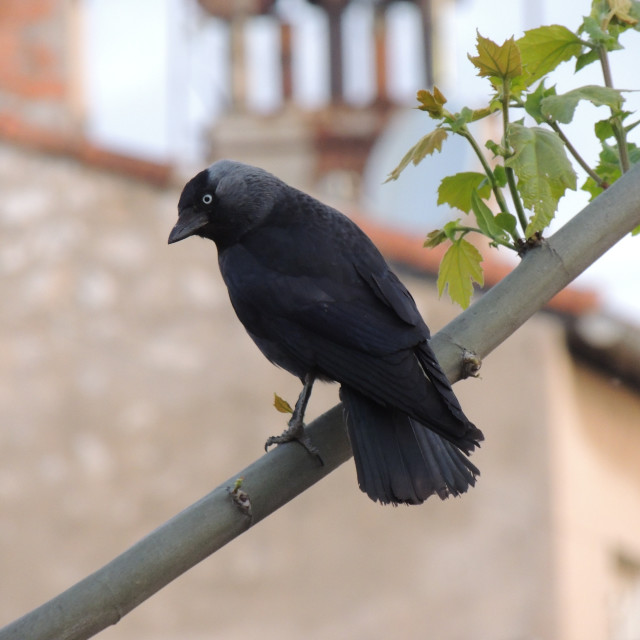 "A jackdaw" stock image