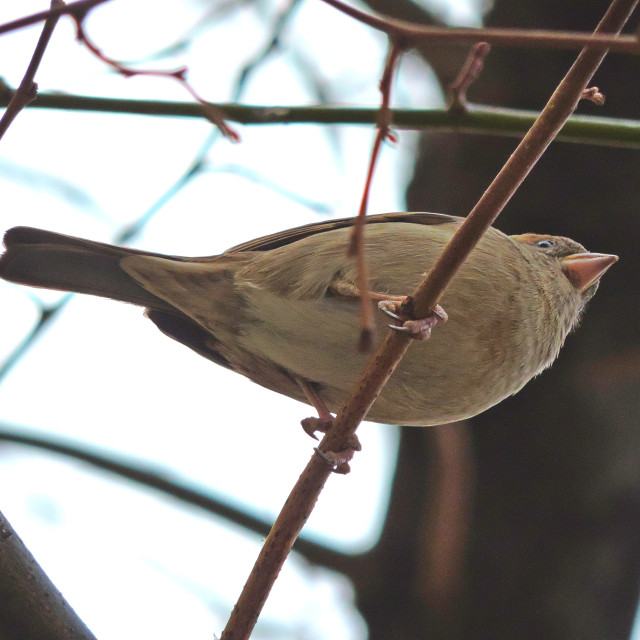 "A little bird" stock image