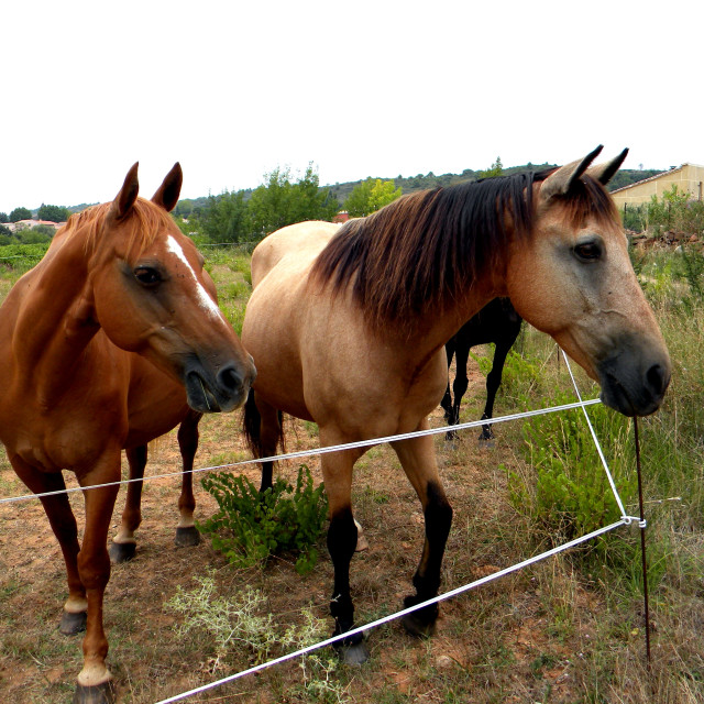 "Horses 2" by Amit Mendelsohn - £50.00 "Horses 2" stock image