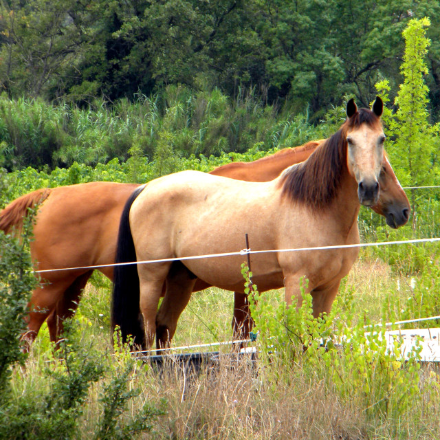 "Horses 1" by Amit Mendelsohn - £50.00 "Horses 1" stock image