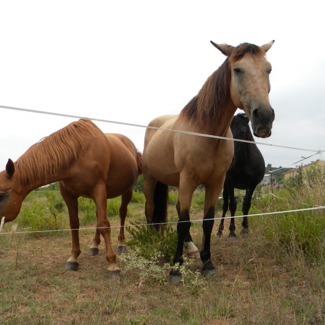 "Horses 3" by Amit Mendelsohn - £50.00 "Horses 3" stock image