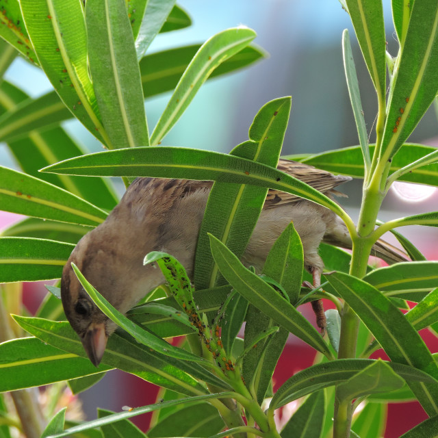 "A little bird in the bushes" by Amit Mendelsohn - £50.00 "A little bird in the bushes" stock image