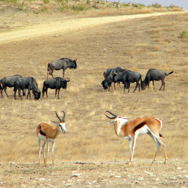 "Springboks" by Amit Mendelsohn - £50.00 "Springboks" stock image