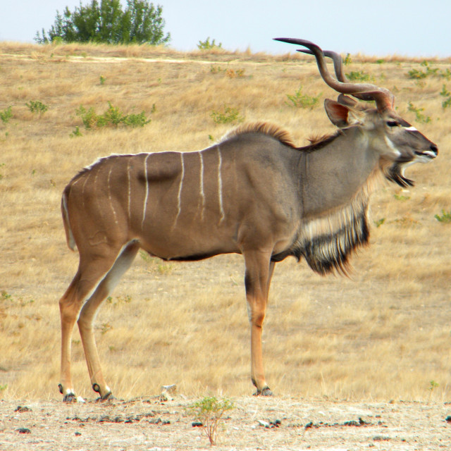 "Kudu" by Amit Mendelsohn - £50.00 "Kudu" stock image