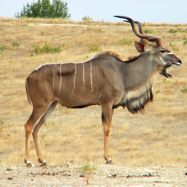 "Kudu" stock image