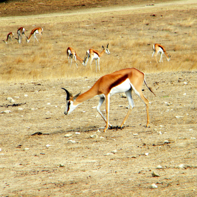 "A Springbok" by Amit Mendelsohn - £50.00 "A Springbok" stock image