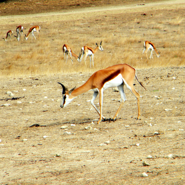 "A Springbok" stock image