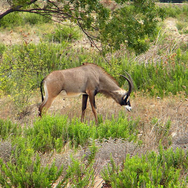 "Gemsbok" stock image