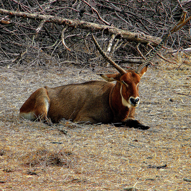 "A deer" stock image