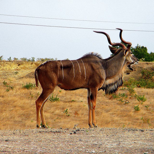 "Kudu" by Amit Mendelsohn - £50.00 "Kudu" stock image