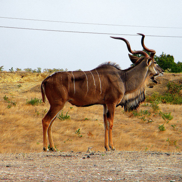 "Kudu" stock image