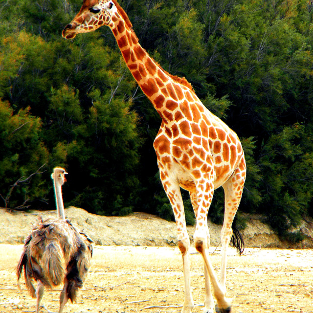 "Giraf and a friend" by Amit Mendelsohn - £50.00 "Giraf and a friend" stock image