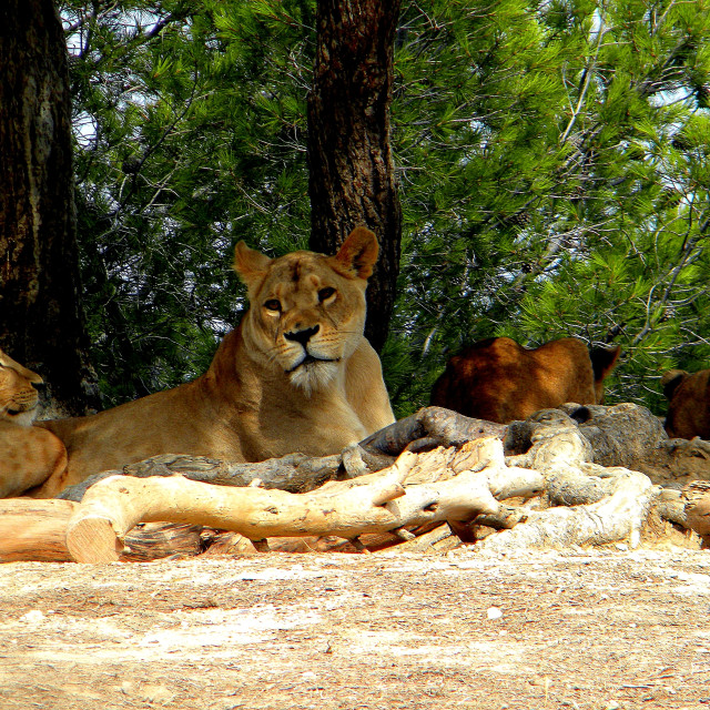 "Lionnes with the kids" stock image