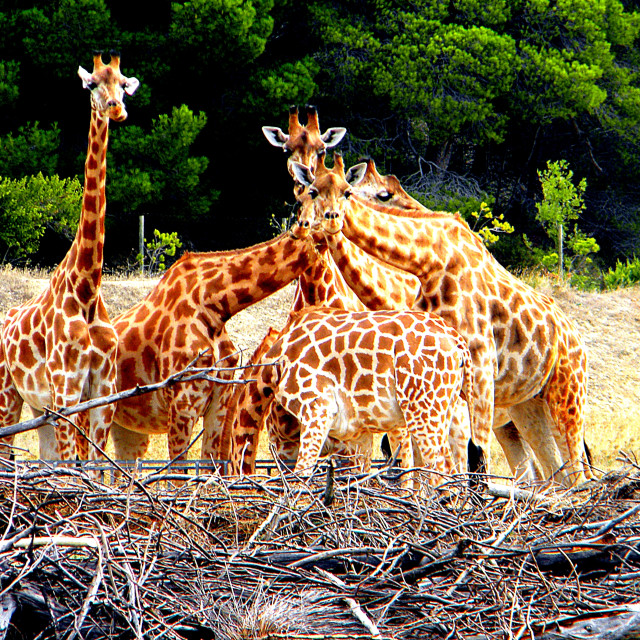 "Girafs in a group photo" stock image