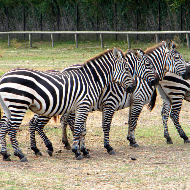 "Zebras" by Amit Mendelsohn - £50.00 "Zebras" stock image