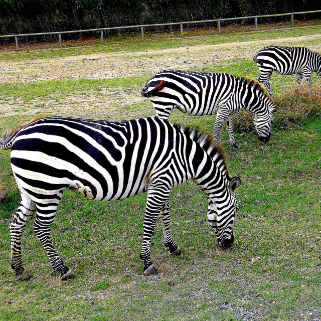 "3 Zebras" stock image