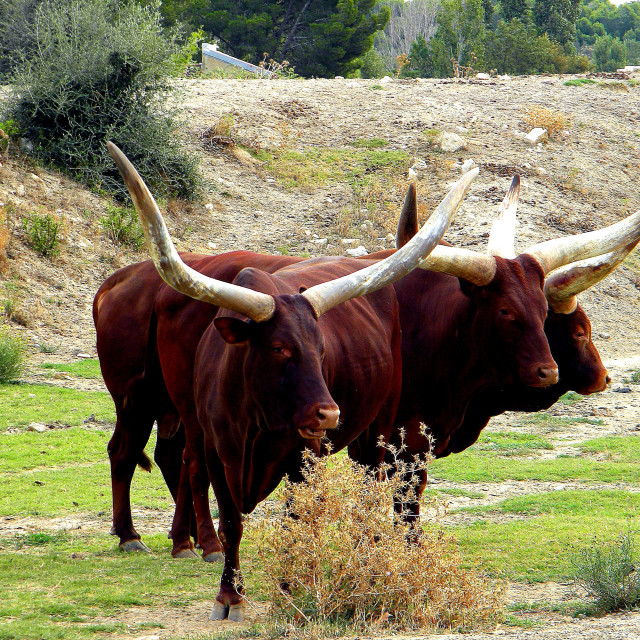 "Brahma Bulls" by Amit Mendelsohn - £50.00 "Brahma Bulls" stock image