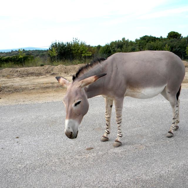 "Somali Wild Donkey" by Amit Mendelsohn - £50.00 "Somali Wild Donkey" stock image