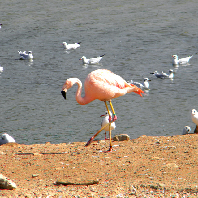 "Flamingo" by Amit Mendelsohn - £50.00 "Flamingo" stock image
